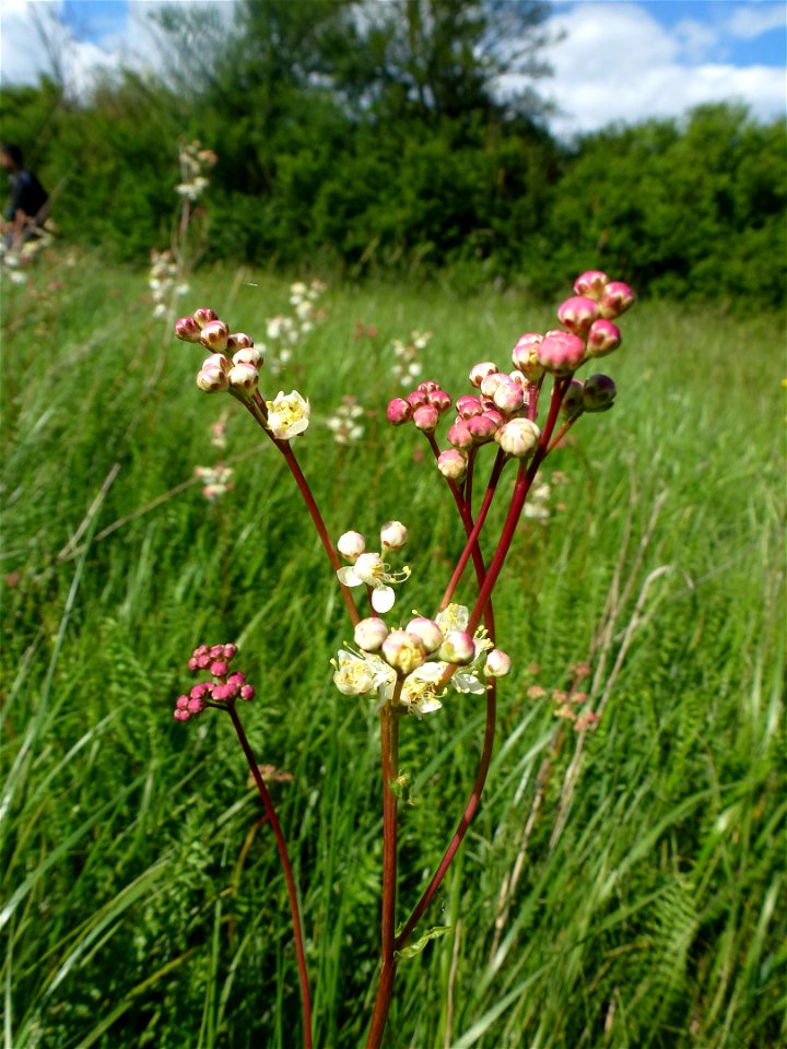 Filipendula vulgaris Moench, 1794