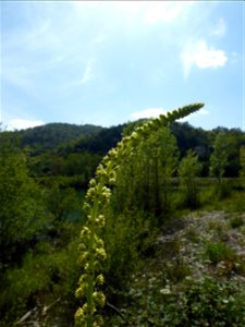 Reseda luteola L., 1753
