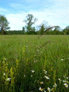 Prairie mésohygrophile remarquable