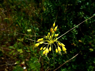 Allium flavum L., 1753