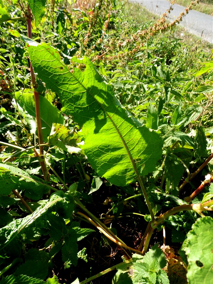 Rumex obtusifolius L., 1753