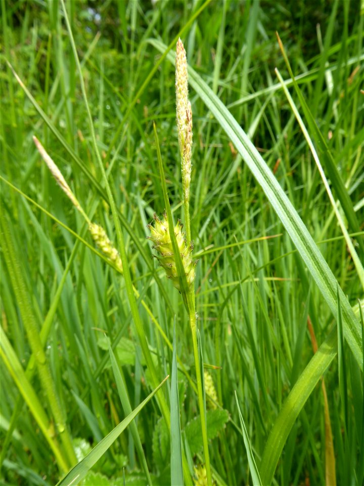 Carex hirta L., 1753