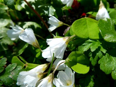 Oxalis acetosella L., 1753