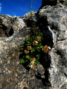 Potentilla caulescens subsp. petiolulata (Gaudin) Nyman, 1878