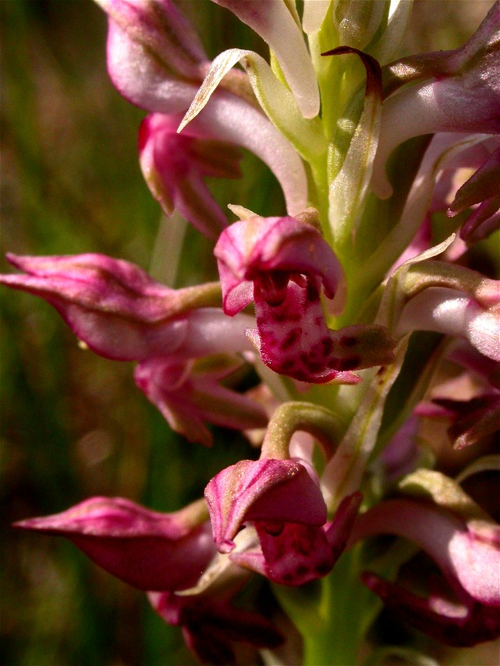 Anacamptis fragrans (Pollini) R.M.Bateman, 2003
