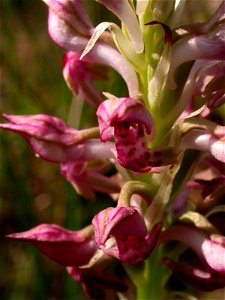 Anacamptis fragrans (Pollini) R.M.Bateman, 2003