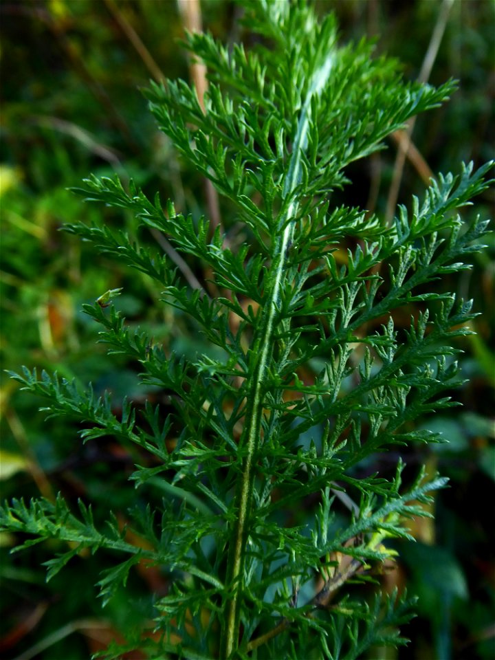 Achillea millefolium L., 1753