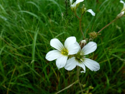 Saxifraga granulata L., 1753 photo