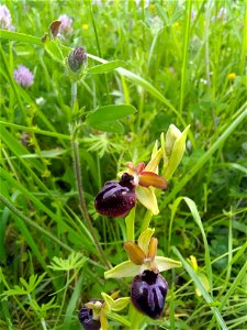 Ophrys passionis Sennen, 1926