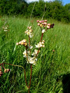 Filipendula vulgaris Moench, 1794