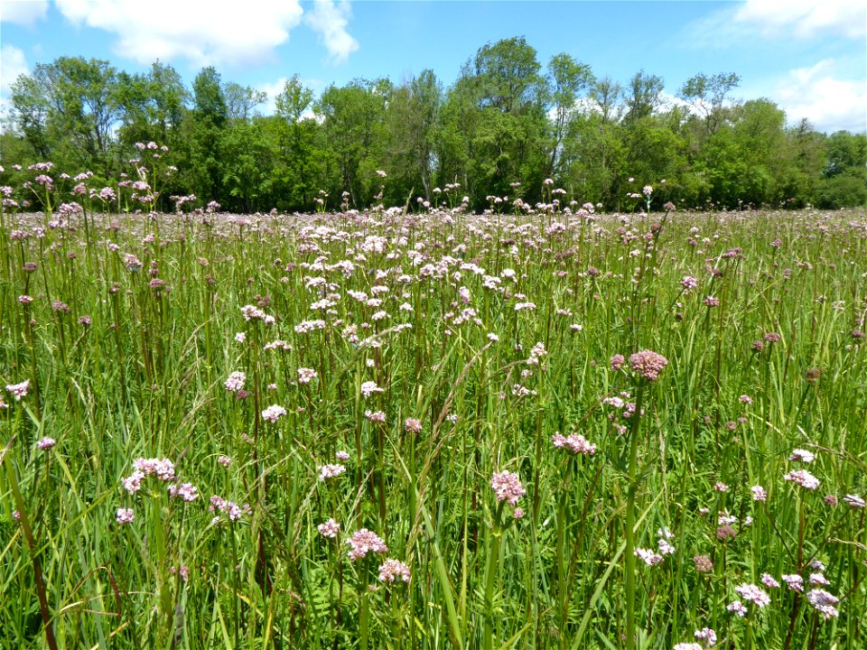 Valeriana officinalis L., 1753