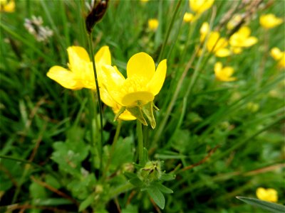 Ranunculus sardous Crantz, 1763