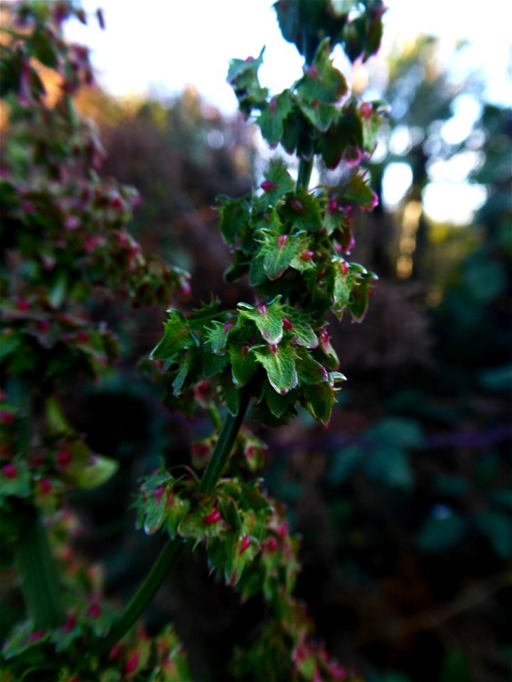 Rumex obtusifolius L., 1753