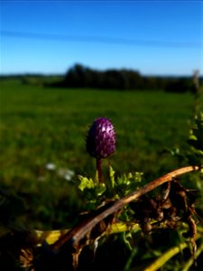 Cirsium arvense (L.) Scop., 1772