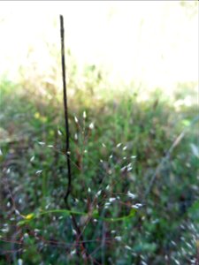 Aira elegantissima Schur, 1853