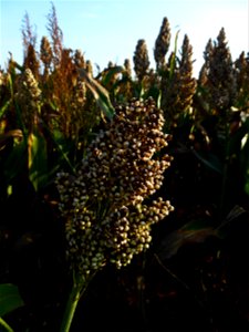 Sorghum Moench, 1794