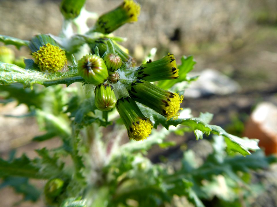 Senecio vulgaris L., 1753