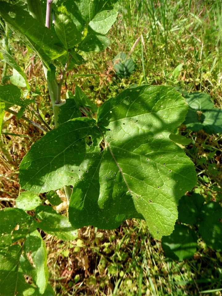 Brassica nigra (L.) W.D.J.Koch, 1833