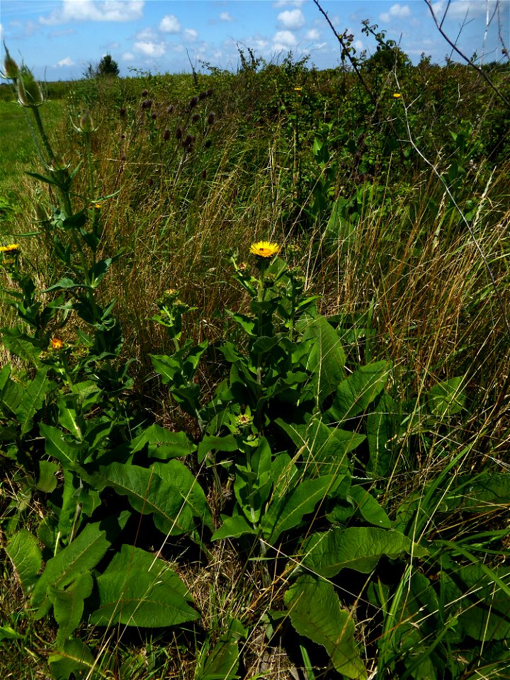 Inula helenium L., 1753