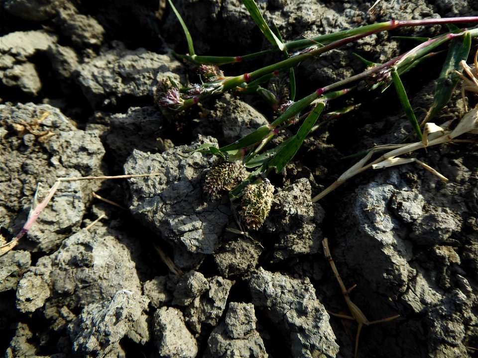 Crypsis schoenoides (L.) Lam., 1791