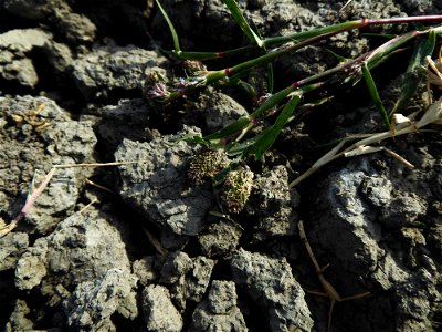 Crypsis schoenoides (L.) Lam., 1791