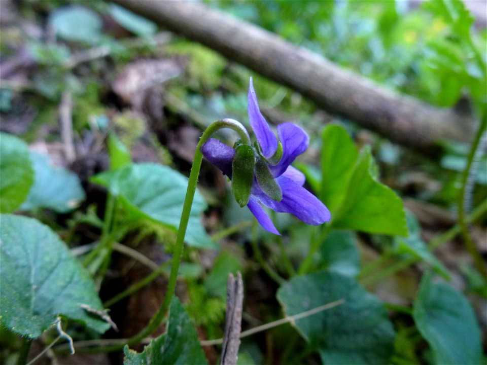 Viola odorata L., 1753