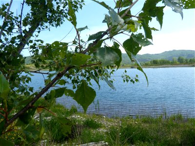 Populus nigra subsp. betulifolia (Pursh) W.Wettst., 1952
