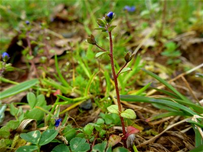 Veronica acinifolia L., 1762 photo