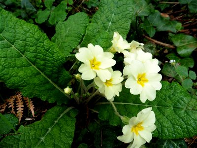 Primula vulgaris Huds., 1762