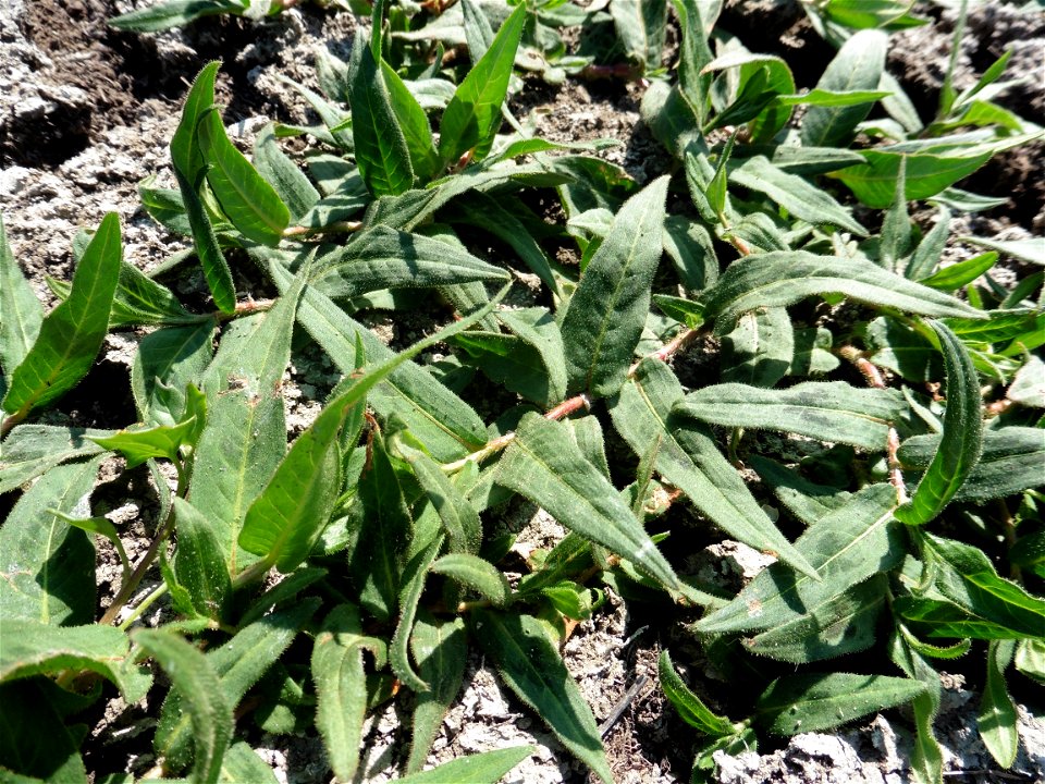 Persicaria lapathifolia (L.) Delarbre, 1800