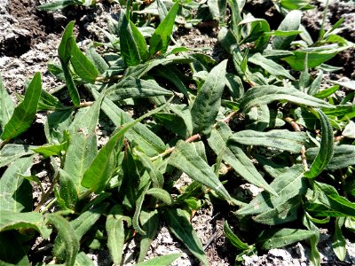 Persicaria lapathifolia (L.) Delarbre, 1800