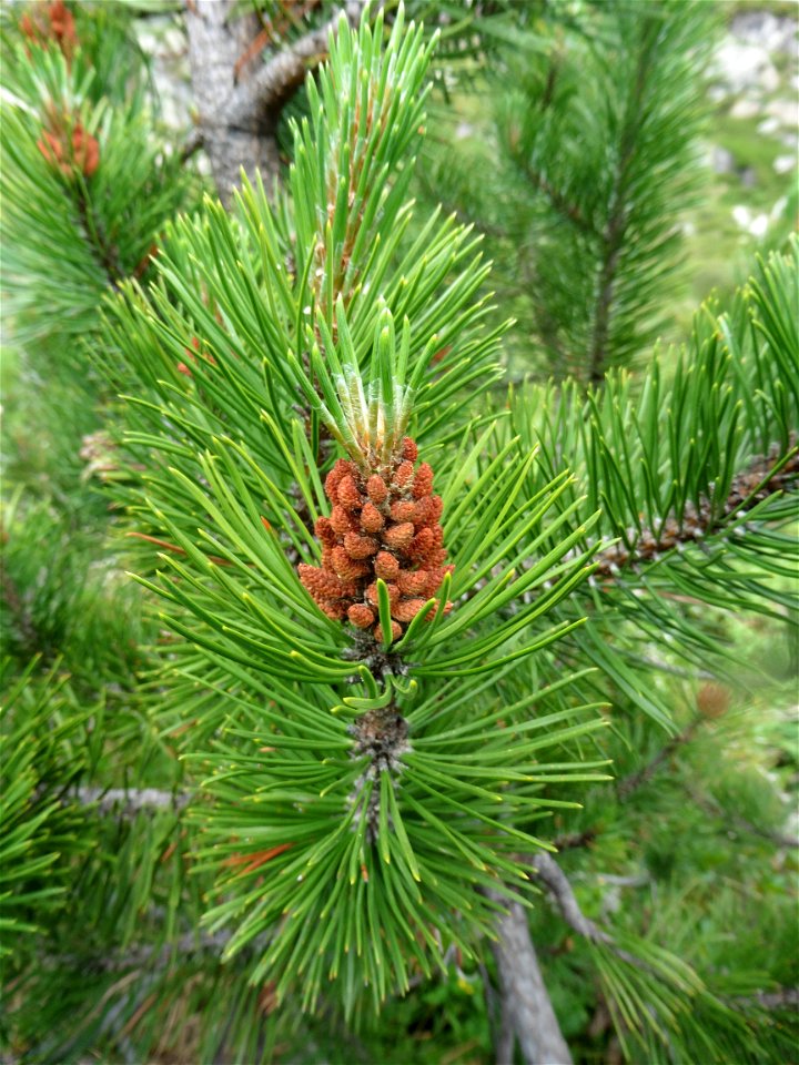 Pinus mugo subsp. uncinata (Ramond ex DC.) Domin, 1936