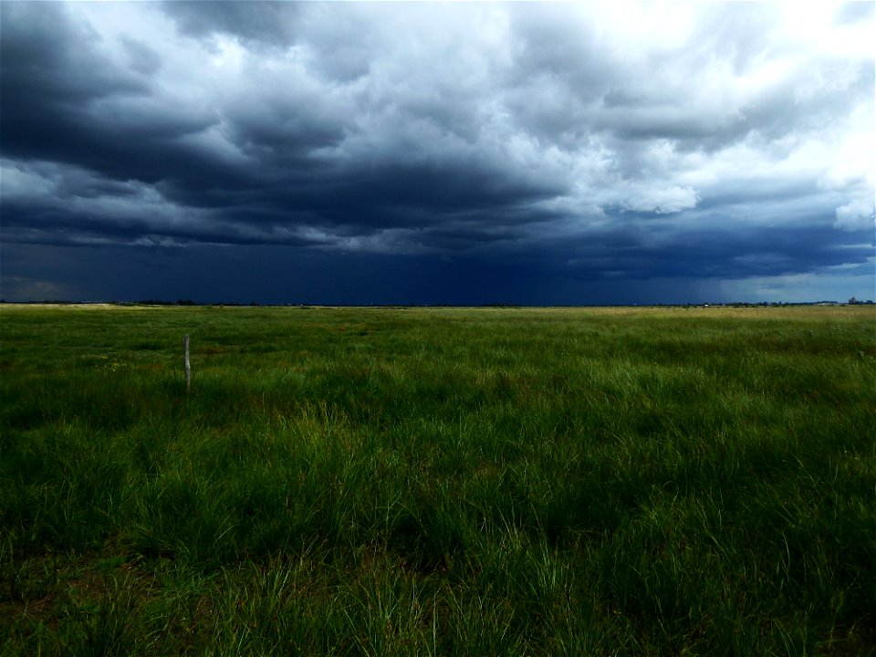 Prairies subhalophiles Marais poitevin