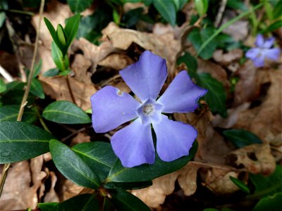 Vinca minor L., 1753