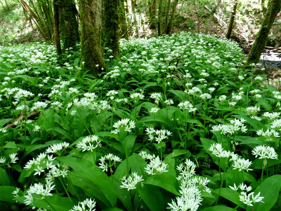 Allium ursinum L., 1753