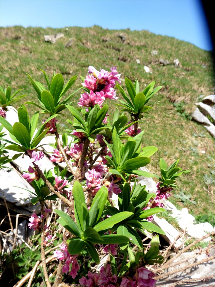 Daphne mezereum L., 1753