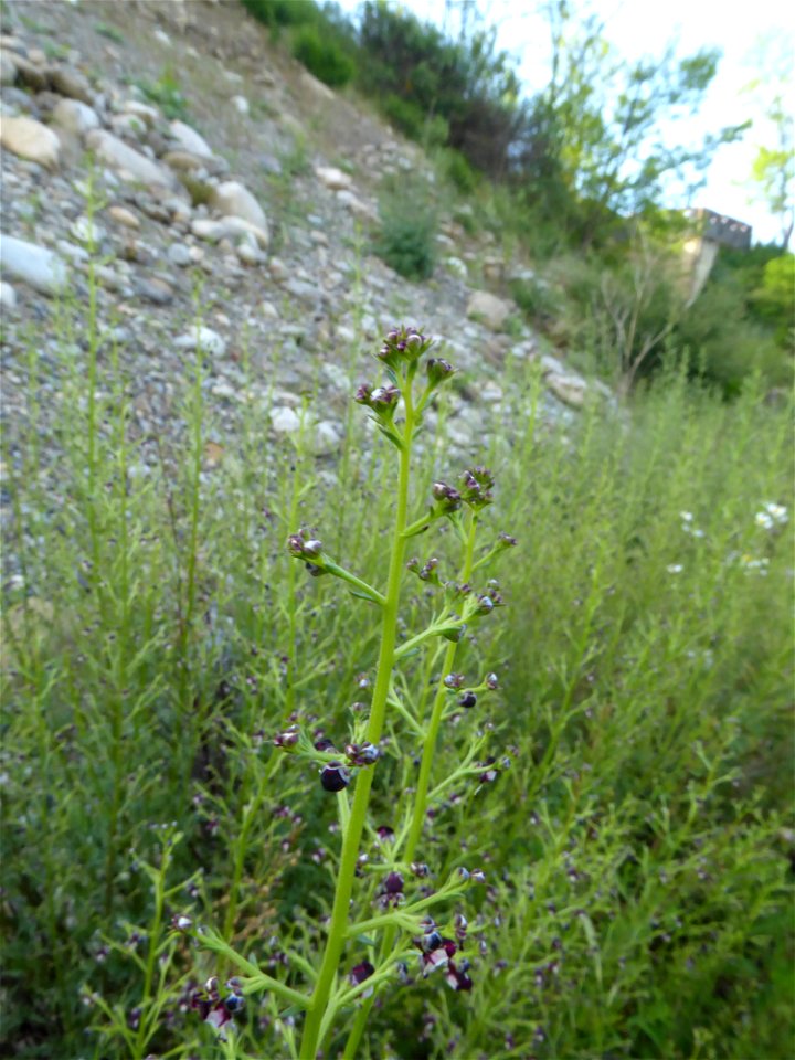 Scrophularia canina subsp. canina L., 1753