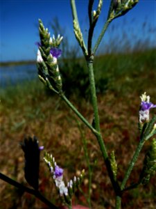 Limonium dodartii (Girard) Kuntze, 1891