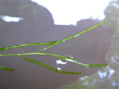 Potamogeton berchtoldii Fieber, 1838