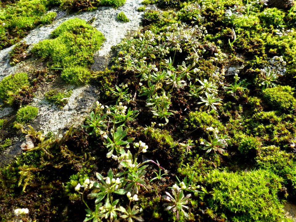 Draba verna L., 1753