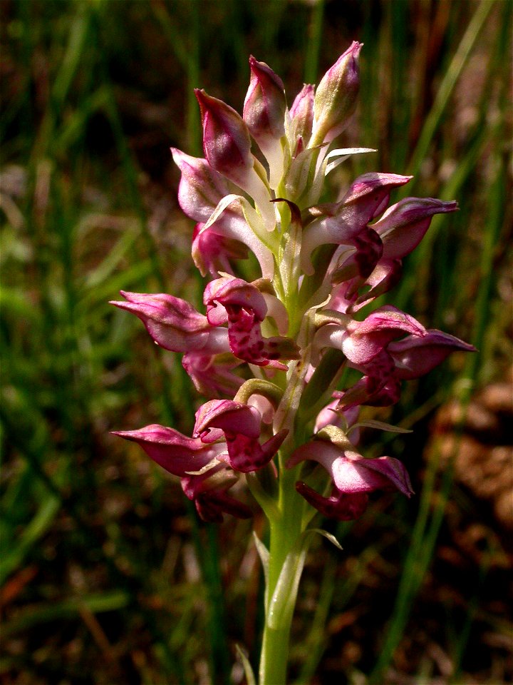 Anacamptis fragrans (Pollini) R.M.Bateman, 2003