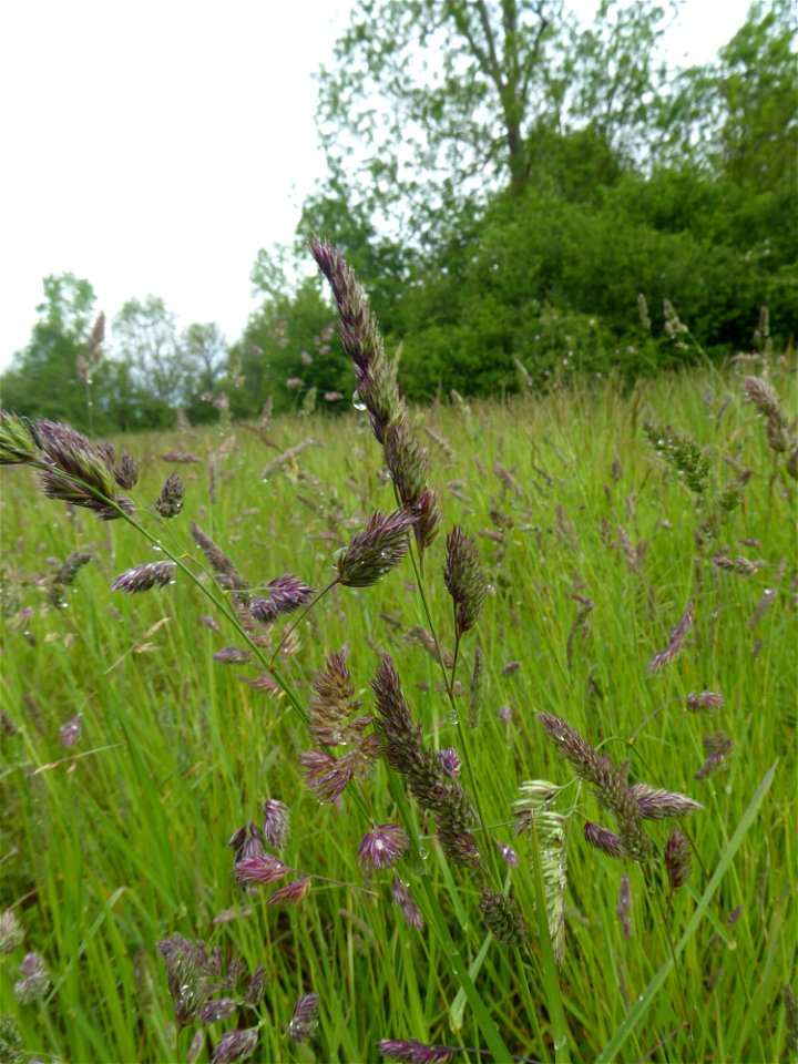 Dactylis glomerata L., 1753