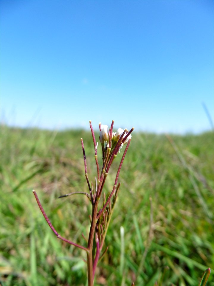 Cardamine parviflora L., 1759