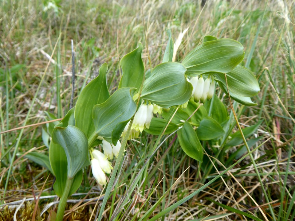 Polygonatum odoratum (Mill.) Druce, 1906
