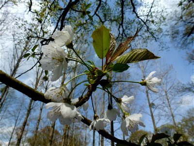 Prunus avium (L.) L., 1755