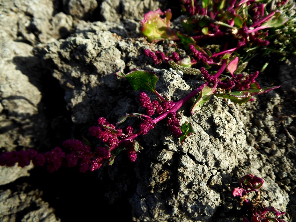 Oxybasis chenopodioides (L.) S.Fuentes, Uotila & Borsch, 2012