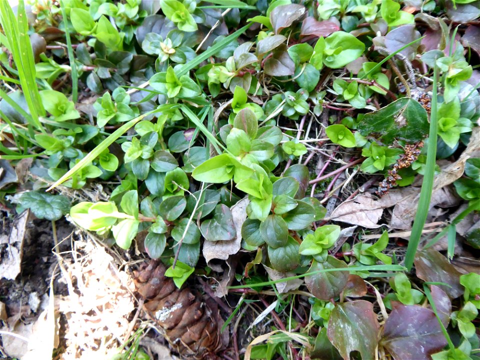Lysimachia nemorum L., 1753