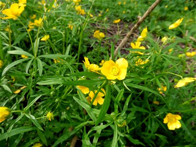 Ranunculus auricomus L., 1753