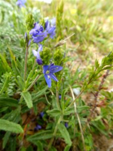 Veronica teucrium L., 1762 photo