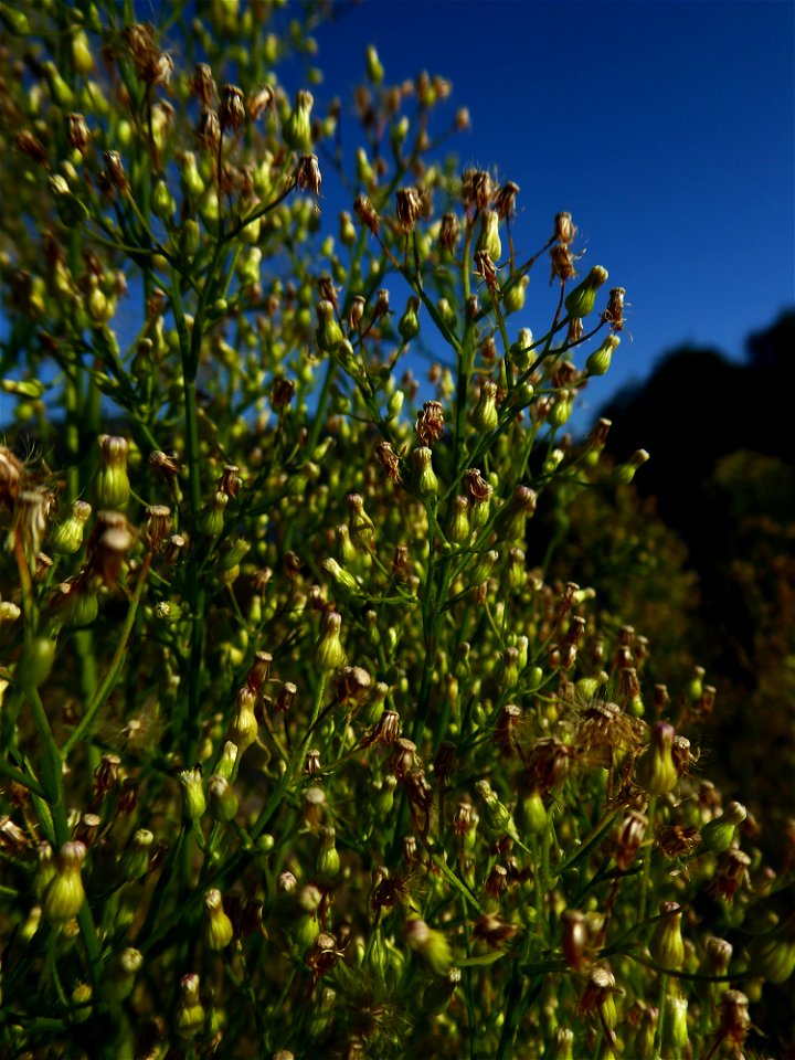 Erigeron canadensis L., 1753